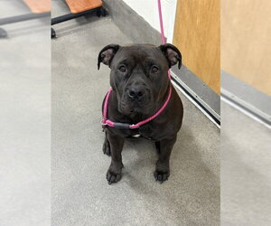 Mutt Dogs for adoption in Forestville, MD, USA