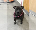 Small Mutt