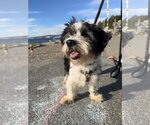 Small #2 Maltese Mix