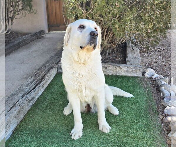 Medium Photo #3 Labrenees Puppy For Sale in Albuquerque, NM, USA