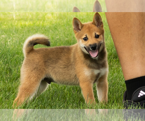 Medium Photo #1 Shiba Inu Puppy For Sale in MILLERSBURG, IN, USA
