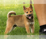 Puppy Jasper Shiba Inu