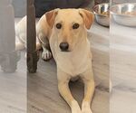 Small #4 Basset Hound-Labrador Retriever Mix