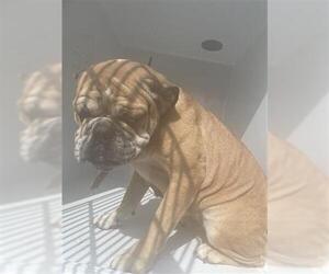 American Bulldog-Unknown Mix Dogs for adoption in Houston, TX, USA