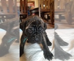 Small Photo #15 Mastiff Puppy For Sale in FULTON, NY, USA