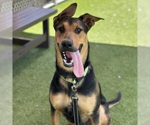 Doberman Pinscher-German Shepherd Dog Mix Dogs for adoption in Camarillo, CA, USA