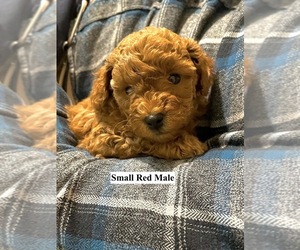 Poodle (Miniature) Puppy for sale in SALEM, OR, USA