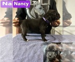 Puppy Nancy Cane Corso