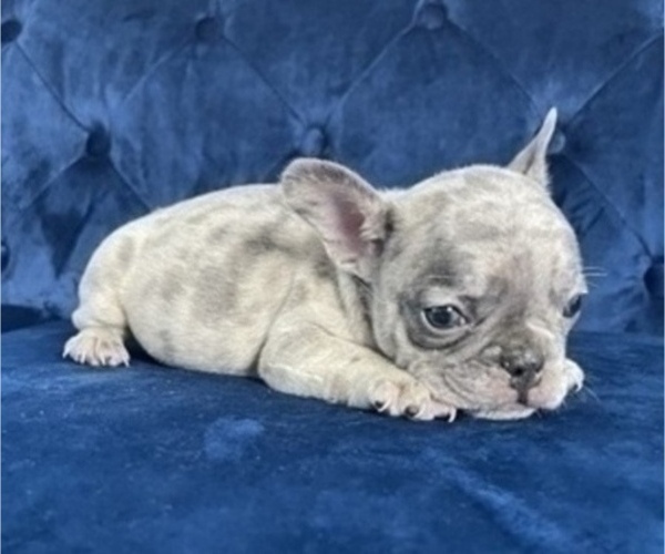 Medium Photo #27 French Bulldog Puppy For Sale in MEDINA, WA, USA
