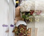 Small Photo #63 Golden Retriever Puppy For Sale in EXTON, PA, USA
