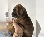 Small #3 Boxer