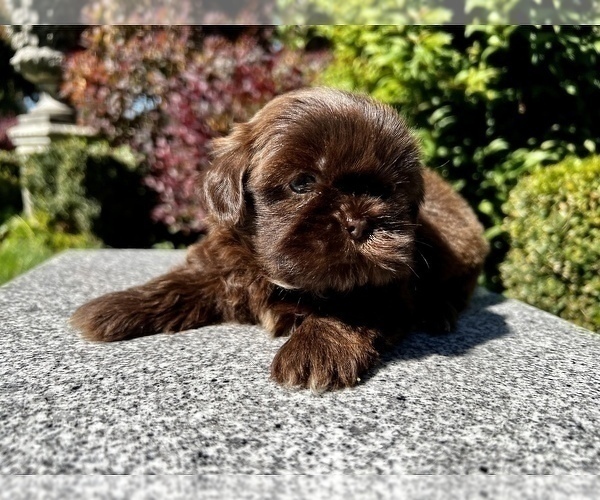 Medium Photo #37 Shih Tzu Puppy For Sale in HAYWARD, CA, USA