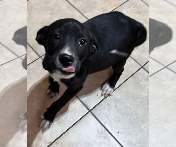 Medium Photo #2 Labbe Puppy For Sale in Tracy City, TN, USA