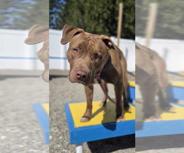 Medium Photo #2 American Pit Bull Terrier-Unknown Mix Puppy For Sale in Rockaway, NJ, USA