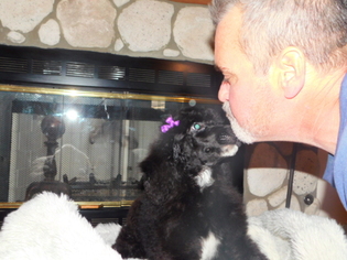 Poodle (Standard) Puppy for sale in APPLE VALLEY, CA, USA
