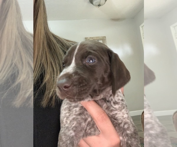 Medium Photo #2 German Shorthaired Pointer Puppy For Sale in KYLE, TX, USA