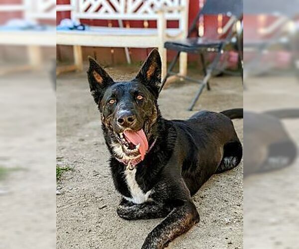 Medium Photo #2 Mutt Puppy For Sale in Dana Point, CA, USA