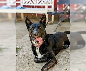 Luna - Female Mutt Dog for Adoption - Photo #2