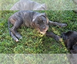 Puppy Blue boyblack Cane Corso