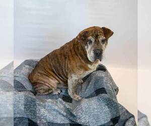 Roy - Male Bulldog-Unknown Mix Dog for Adoption - Photo #5