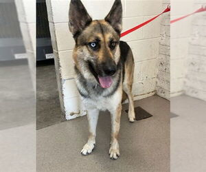 German Shepherd Dog Dogs for adoption in San Bernardino, CA, USA