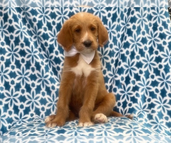 Medium Photo #4 Labradoodle Puppy For Sale in LAKELAND, FL, USA