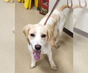 Beagle Dogs for adoption in Decatur, IL, USA