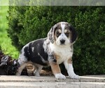 Small Photo #4 Australian Shepherd-Beagle Mix Puppy For Sale in FREDERICKSBG, OH, USA