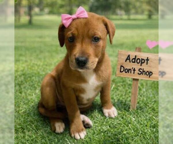 Medium Photo #1 Labrador Retriever-Unknown Mix Puppy For Sale in San Diego, CA, USA