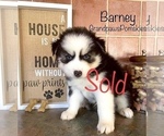 Small Photo #11 Pomsky Puppy For Sale in CASA GRANDE, AZ, USA