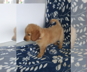 Goldendoodle Puppy for sale in MUNCIE, IN, USA