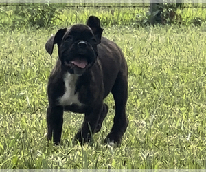 Boxer Puppy for sale in RICHLAND, MO, USA