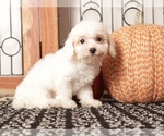 Small #1 Poodle (Toy)