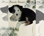 Puppy Abigale A Australian Shepherd