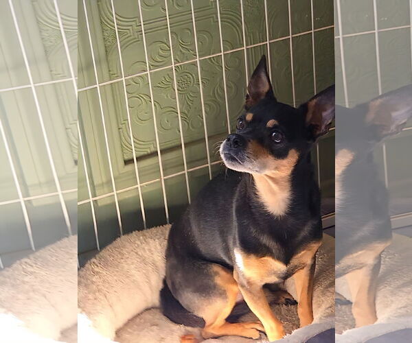 Medium Photo #4 Chihuahua Puppy For Sale in Fallbrook, CA, USA