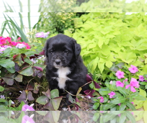 Australian Shepherd-Siberian Husky Mix Puppy for sale in SHILOH, OH, USA