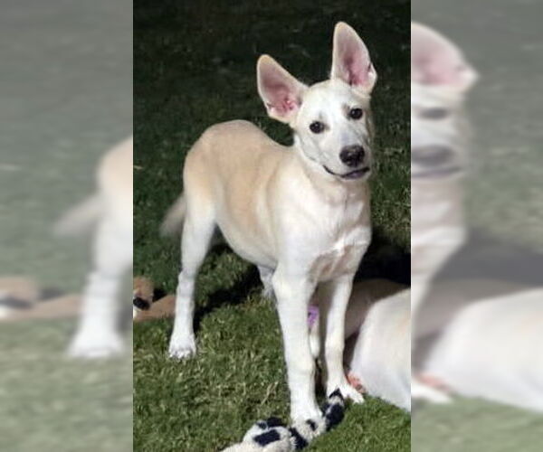 Medium Photo #5 - Mix Puppy For Sale in Phoenix, AZ, USA