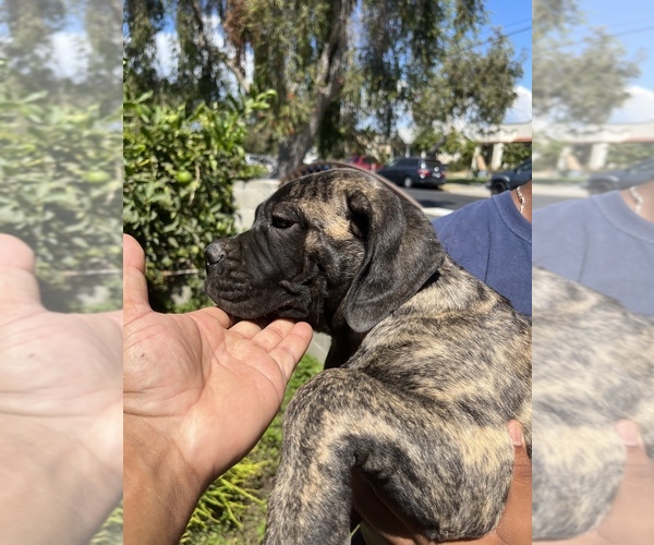 Medium Photo #16 Bullmastiff Puppy For Sale in LOS ANGELES, CA, USA