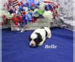 Small #3 Cavapoo