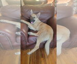 Small #3 Mutt