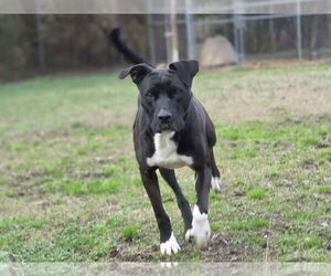Bonnie - Female Boxador Dog for Adoption - Photo #3