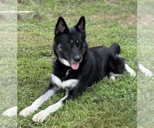 Medium Photo #7 Mutt Puppy For Sale in Spring Lake, NJ, USA