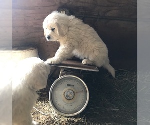 Great Pyrenees Puppy for sale in HILLSBORO, OR, USA