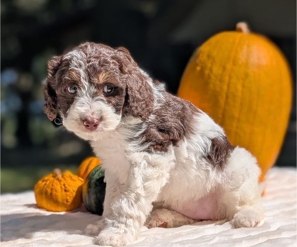 Medium Photo #32 Miniature Bernedoodle Puppy For Sale in GOSHEN, IN, USA