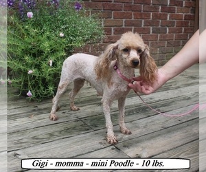 Mother of the Poodle (Miniature) puppies born on 01/18/2024