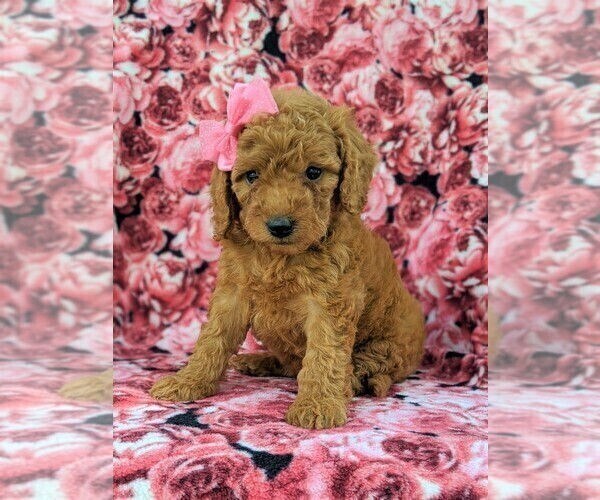 Medium Photo #3 Goldendoodle-Poodle (Miniature) Mix Puppy For Sale in GLEN ROCK, PA, USA