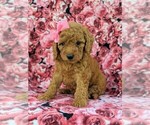 Small Photo #3 Goldendoodle-Poodle (Miniature) Mix Puppy For Sale in GLEN ROCK, PA, USA