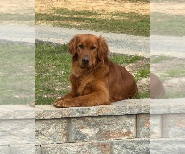 Medium Photo #7 Golden Retriever Puppy For Sale in SANDERSVILLE, GA, USA