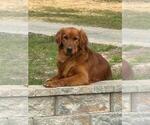 Small #6 Golden Retriever