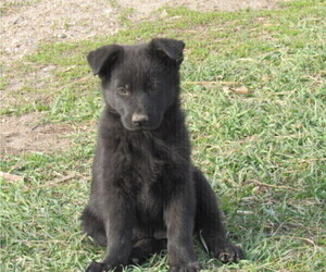 German Shepherd Dog Puppy for sale in COLUMBUS, NE, USA